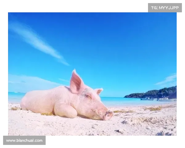 巴哈马赛事巴哈马 美国